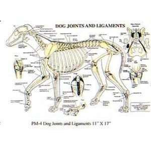 PetMassage 4 Dog Joints and Ligaments Chart Everything 