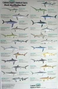  Shark Identification Poster Explore similar items