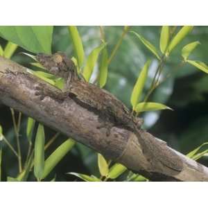  Leaf Tailed Gecko, Uroplatus Henkeli, Madagascar, Showing 