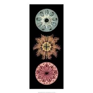  Kaleidoscope Anemone I   Poster (10x22)