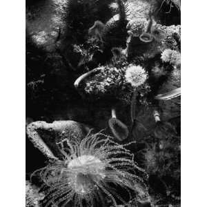 Several Varieties of Sea Anemones and a Lone Fish, Undulating in the 