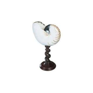   Models Nautical Polished Nautilus Shell Seashell On Wood Stand