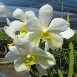 10 Pack Vanda Orchid Plant SEEDLING  