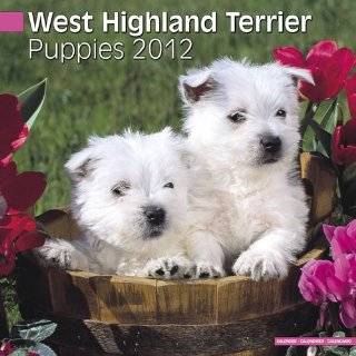21. West Highland Terrier Puppies 2012 Calendar #10208 12 by Pet 
