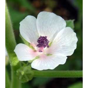  50 WHITE MARSH MALLOW Althea Officinalis Flower Seeds 