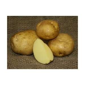  Potatoes   Yellow Finn Potatoes Organic Heirloom Seeds 