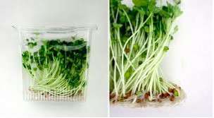 Eco Radish Seeds For Sprouting *Amazing & Natural Immune Boost 