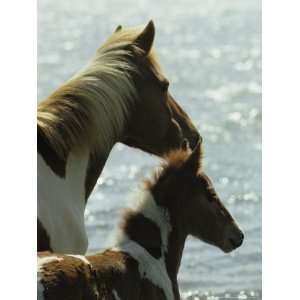  Wild Pony and Foal Looking Out at the Water National 