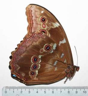 Morpho Menelaus godartii * RARE * unm butterfly Peru 1704  