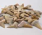 animal teeth  