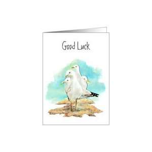 Good Luck, Group of Seagulls, Watercolor Birds Card 
