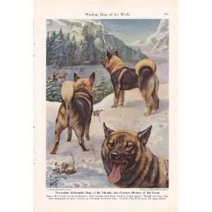 1941 Norwegian Elkhounds Working Dogs Edward Herbert Miner Vintage Dog 