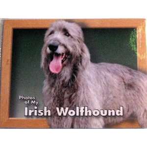  Photos of My Irish Wolfhound Photo Album