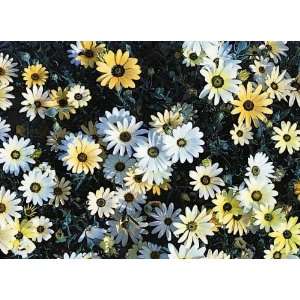  30 Mixed African Daisy Seeds 