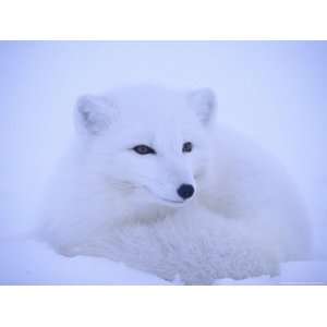  A Close View of an Arctic Fox National Geographic 