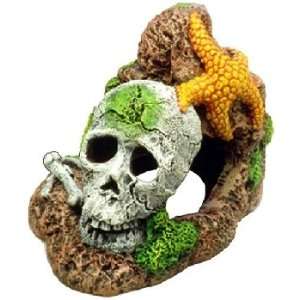  Exotic Environments® Skull with Starfish