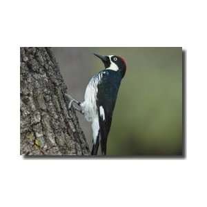  Acorn Woodpecker Portal Arizona Giclee Print