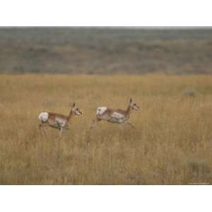  Pronghorn Antelope at the Charles M. Russell National Wildlife 