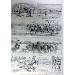   Warrigals Queensland Australia Wild Horses 1896