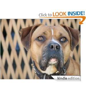 Pit Bull Terrier Dog Training Lessons From An Expert Pittbull Trainer 
