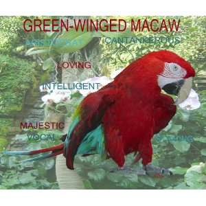 Macaw Parrot Mousepad/macaw Green wing Red Everything 