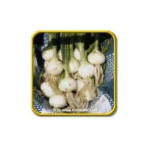   Lb   Crystal White Wax   Bulk Onion Seeds Patio, Lawn & Garden