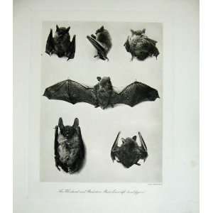  1904 Whiskered BechsteinS Bats Nature Mammals Animals 