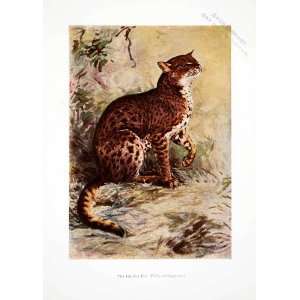 1906 Color Print African Golden Cat Liberia Wildlife Animal Harry 