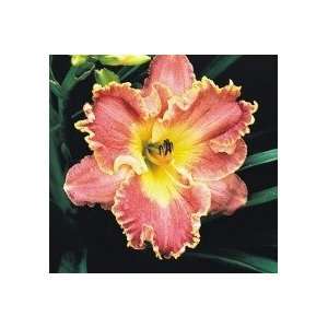  Pink Day Lily Strawberry Delight Patio, Lawn & Garden