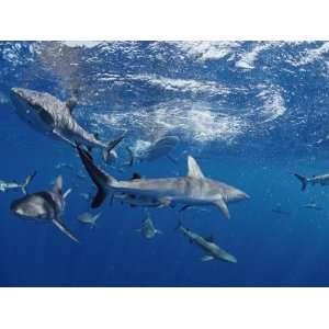  A School of Gray Reef Sharks Swim in Different Directions 