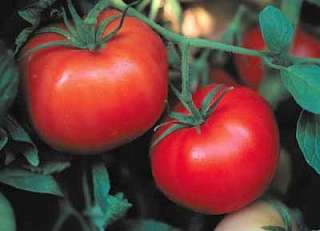 Box Car Willie Tomato 4 Plants   Delicious Flavor  