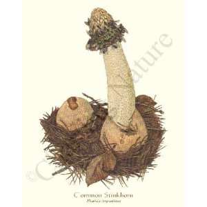   Mushroom Print Common Stinkhorn   Phallus impudicus