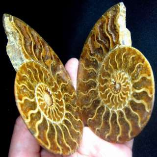 96mm Ammonite Fossil Cut In Half,Africa ammd9ixa187  