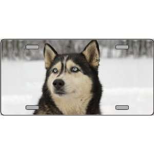  Husky Dog License Plates Automotive