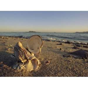  An Open Mollusk Shell on a Beach in Mexico Stretched 