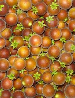 LIVE KETEMBILLA Fruit Tree Ceylon Gooseberry SEEDLING  