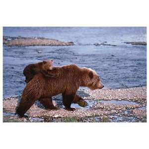  Brown Bear Carrying Cub In Alaska by unknown. Size 54.00 X 