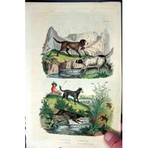 1839 H/C Natural History *102 Dogs Spaniel St Bernard +  