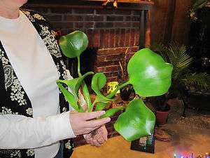 LIVE WATER HYACINTH 8  12 HEALTHY ROOTS / POND PLANTS / GREAT W 