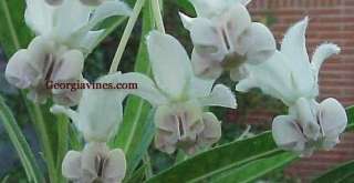 Asclepias fruticosa SWAN PLANT 15 seeds  