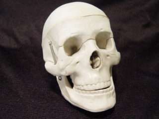 Human Skull, Small 4 Educational/Halloween Model  