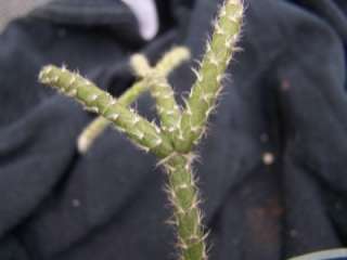 Rhipsalis baccifera subsp. Horrida Jungle Cactus  