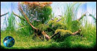 Weeping Moss  Live Plant for Glass Aquarium Fish Tank  