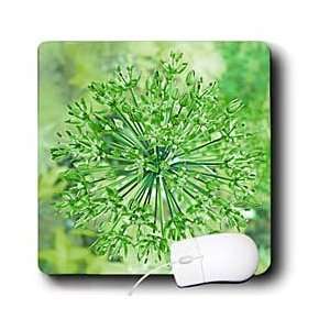   Photography   Green Allium Flower   Mouse Pads Electronics