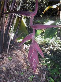 Heliconia sclerotricha 10 Seeds   Burgandy to Purple  