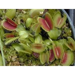  Venus Fly Trap 20 Seeds   Dionaea   Carnivorous   RARE 