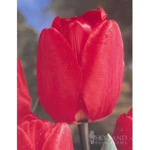  Red Apeldoorn Tulip   35 bulbs Patio, Lawn & Garden