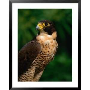  Peregrine Falcon (Falco Peregrinus), Costa Rica Framed Art 