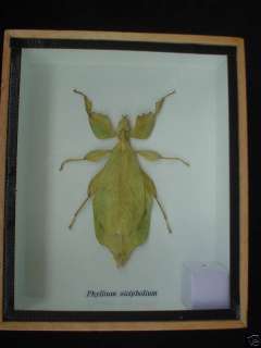 Boxed walking leaf insect phyllium sicpholium Taxidermy  