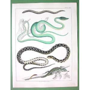  AMPHIBIA Lizard Snake SLow Worm   SUPERB Natural History H 